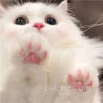 Avatar de Amalia Serrano